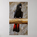 Red Tailed Black Cockatoo Poster posters