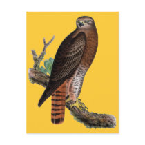 Red-tailed Black Hawk Post Card