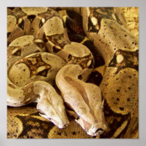 Red Tailed Boas Print
