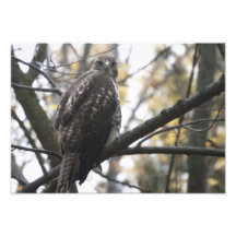 Red-Tailed Hawk Art Photo