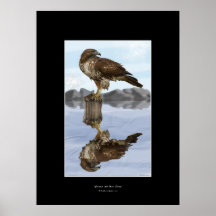 Red-tailed Hawk Art Poster