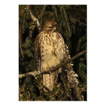 Red Tailed Hawk ATC Business Card
