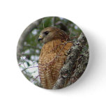 Red Tailed Hawk Button