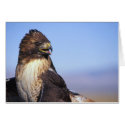 Red-Tailed Hawk cards