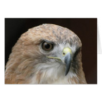 Red tailed hawk cards