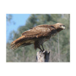 Red-tailed Hawk gaze Postcard