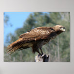 Red-tailed Hawk gaze Posters