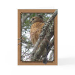 Red Tailed Hawk Greeting Card