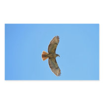 Red-Tailed Hawk Photo