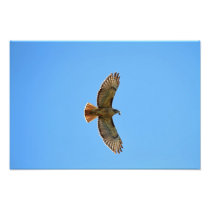 Red-Tailed Hawk Photo