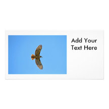 Red-Tailed Hawk Photo Photo Card