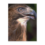 Red tailed hawk post card
