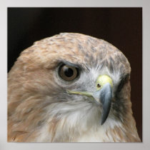 Red tailed hawk posters