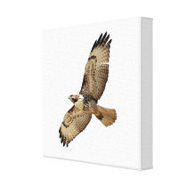 Red Tailed Hawk Wrapped Canvas
