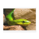 Red Tailed Racer Post Card