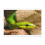 Red Tailed Racer Post Card