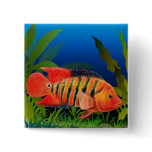 Red Terror Festae Cichlid Fish Pin buttons