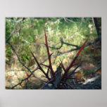 Red Thorns Poster
