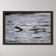 Red-throated Loon Posters