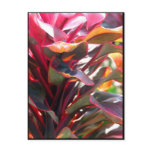 Red Ti Leaves postcards