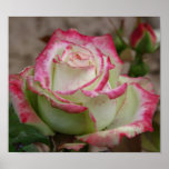 Red Tipped Rose Poster