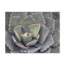 Red-toothed agave