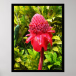 Red Torch Ginger Exotic Hawaiian Poster Prints