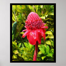Red Torch Ginger Exotic Hawaiian Poster Prints