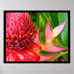 Red Torch Ginger Heliconia Flowers Posters