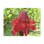 Red Torch Ginger postcards