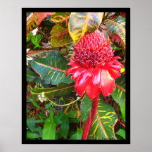 Red Torch Ginger Poster Prints