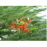 Red Tree Flowers Photo Cutout