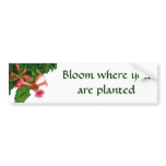 Red Trumpet Vine bumper stickers