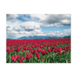 Red Tulip Field Postcards