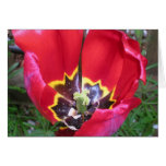 Red Tulip Insides Cards