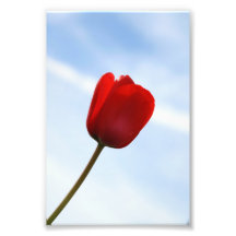Red Tulip Photo