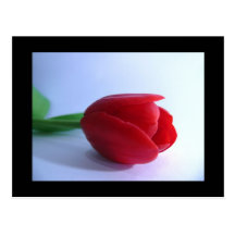 Red Tulip Post Card