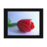 Red Tulip Post Card