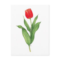 Red Tulip Post Cards