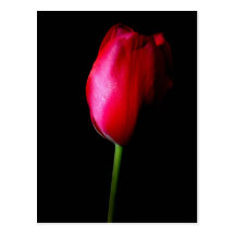 Red Tulip Postcard