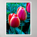 Red Tulip posters