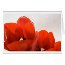 Red Tulip Twins Greeting Card