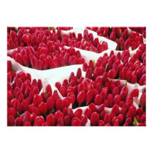 Red Tulips, Amsterdam, Netherlands flowers Invite