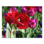 Red Tulips Art Photo
