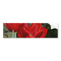 Red Tulips Bumper Stickers