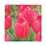 Red Tulips Fridge Magnet