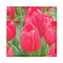 Red Tulips Fridge Magnet