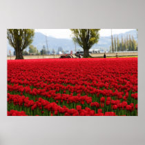 Red Tulips Poster