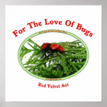 Red Velvet Ant Love Bugs Print