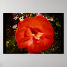 RED VELVET ROSE poster